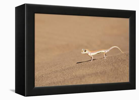 Namibia, Namib Desert. Palmetto gecko on sand.-Jaynes Gallery-Framed Premier Image Canvas