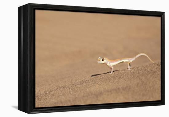 Namibia, Namib Desert. Palmetto gecko on sand.-Jaynes Gallery-Framed Premier Image Canvas