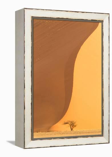 Namibia, Namib-Naukluft National Park, Sossusvlei. A dead camel thorn tree.-Ellen Goff-Framed Premier Image Canvas