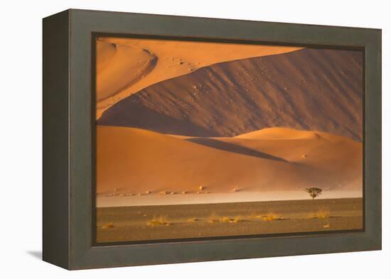 Namibia, Namib-Naukluft National Park, Sossusvlei. A dead camel thorn tree-Ellen Goff-Framed Premier Image Canvas