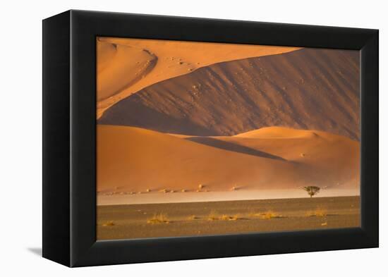 Namibia, Namib-Naukluft National Park, Sossusvlei. A dead camel thorn tree-Ellen Goff-Framed Premier Image Canvas