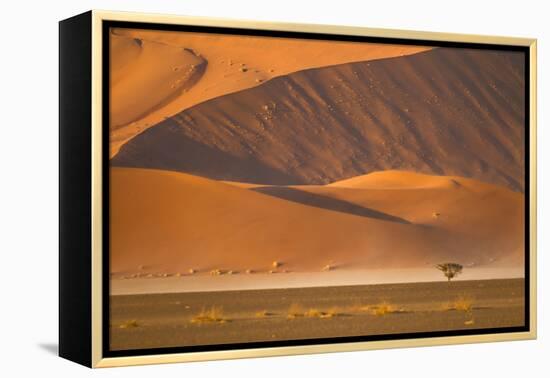 Namibia, Namib-Naukluft National Park, Sossusvlei. A dead camel thorn tree-Ellen Goff-Framed Premier Image Canvas