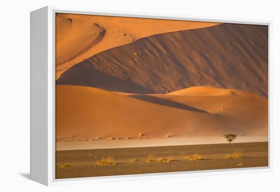 Namibia, Namib-Naukluft National Park, Sossusvlei. A dead camel thorn tree-Ellen Goff-Framed Premier Image Canvas