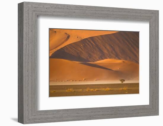 Namibia, Namib-Naukluft National Park, Sossusvlei. A dead camel thorn tree-Ellen Goff-Framed Photographic Print