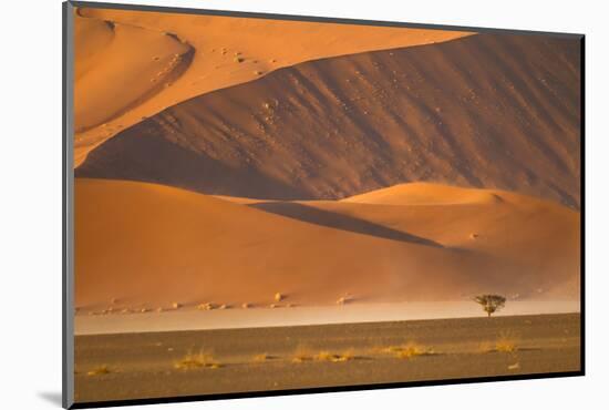 Namibia, Namib-Naukluft National Park, Sossusvlei. A dead camel thorn tree-Ellen Goff-Mounted Photographic Print