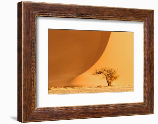 Namibia, Namib-Naukluft National Park, Sossusvlei. A dead camel thorn tree-Ellen Goff-Framed Photographic Print