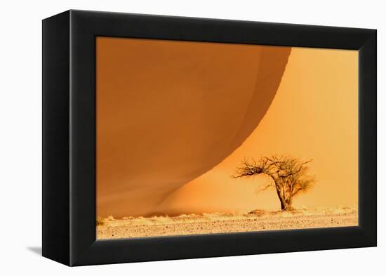 Namibia, Namib-Naukluft National Park, Sossusvlei. A dead camel thorn tree-Ellen Goff-Framed Premier Image Canvas