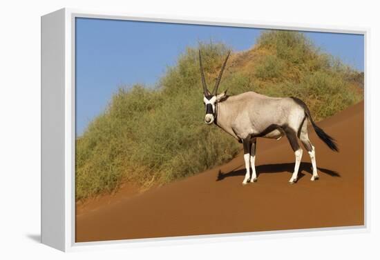 Namibia, Namib-Naukluft National Park, Sossusvlei. An Oryx standing on red sand.-Ellen Goff-Framed Premier Image Canvas