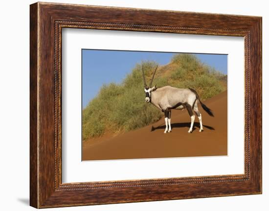 Namibia, Namib-Naukluft National Park, Sossusvlei. An Oryx standing on red sand.-Ellen Goff-Framed Photographic Print