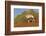 Namibia, Namib-Naukluft National Park, Sossusvlei. An Oryx standing on red sand.-Ellen Goff-Framed Photographic Print