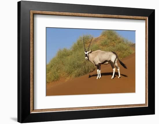 Namibia, Namib-Naukluft National Park, Sossusvlei. An Oryx standing on red sand.-Ellen Goff-Framed Photographic Print