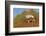 Namibia, Namib-Naukluft National Park, Sossusvlei. An Oryx standing on red sand.-Ellen Goff-Framed Photographic Print