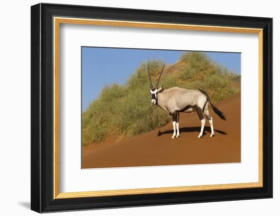 Namibia, Namib-Naukluft National Park, Sossusvlei. An Oryx standing on red sand.-Ellen Goff-Framed Photographic Print