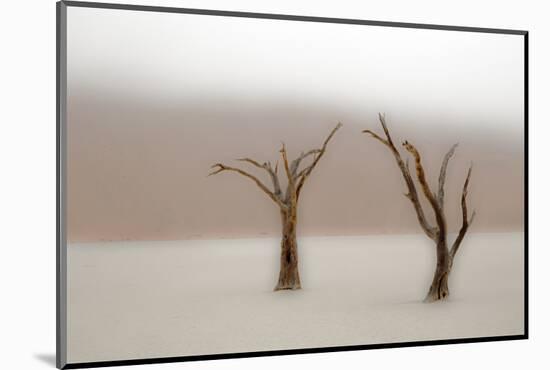 Namibia, Namib-Naukluft National Park, Sossusvlei, Dead Vlei. Ancient camel thorn trees in the fog.-Ellen Goff-Mounted Photographic Print