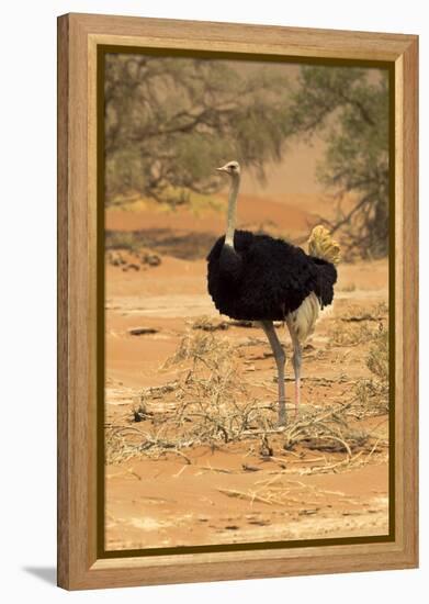 Namibia, Namib-Naukluft National Park, Sossusvlei. Male ostrich walking in the desert scrub.-Ellen Goff-Framed Premier Image Canvas