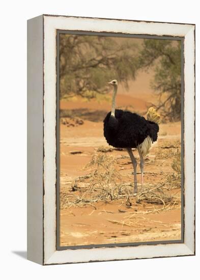 Namibia, Namib-Naukluft National Park, Sossusvlei. Male ostrich walking in the desert scrub.-Ellen Goff-Framed Premier Image Canvas