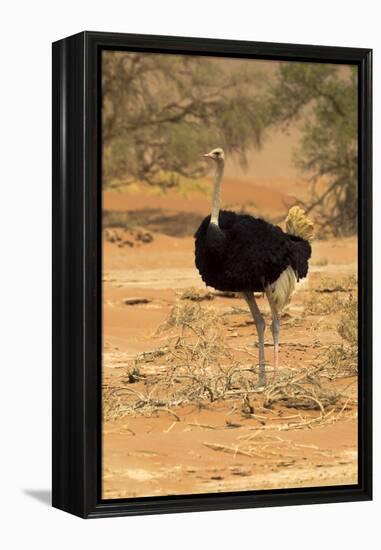 Namibia, Namib-Naukluft National Park, Sossusvlei. Male ostrich walking in the desert scrub.-Ellen Goff-Framed Premier Image Canvas