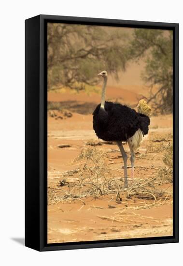 Namibia, Namib-Naukluft National Park, Sossusvlei. Male ostrich walking in the desert scrub.-Ellen Goff-Framed Premier Image Canvas