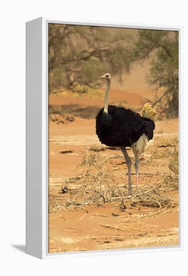 Namibia, Namib-Naukluft National Park, Sossusvlei. Male ostrich walking in the desert scrub.-Ellen Goff-Framed Premier Image Canvas