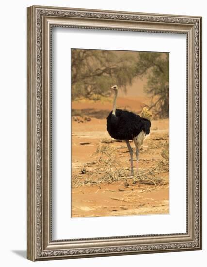 Namibia, Namib-Naukluft National Park, Sossusvlei. Male ostrich walking in the desert scrub.-Ellen Goff-Framed Photographic Print