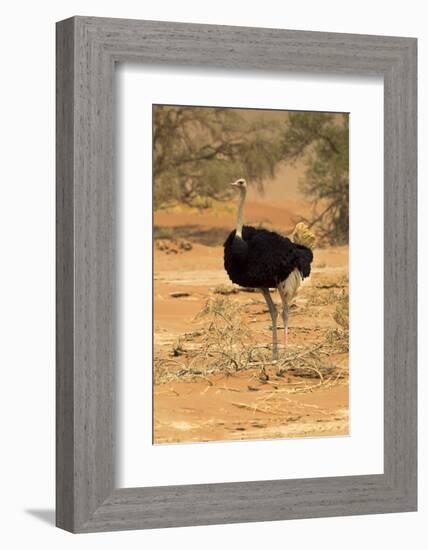 Namibia, Namib-Naukluft National Park, Sossusvlei. Male ostrich walking in the desert scrub.-Ellen Goff-Framed Photographic Print