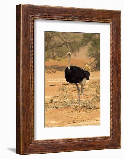 Namibia, Namib-Naukluft National Park, Sossusvlei. Male ostrich walking in the desert scrub.-Ellen Goff-Framed Photographic Print