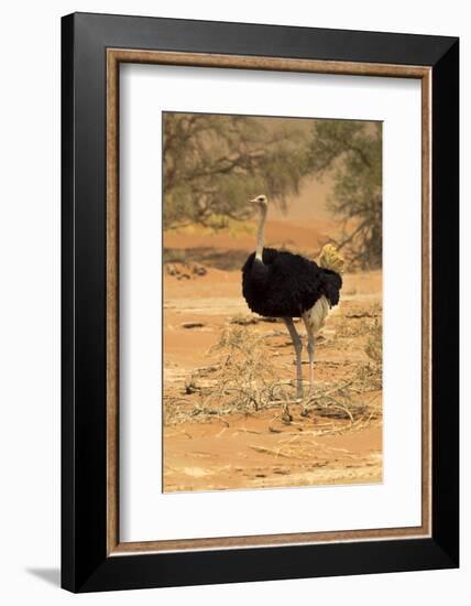 Namibia, Namib-Naukluft National Park, Sossusvlei. Male ostrich walking in the desert scrub.-Ellen Goff-Framed Photographic Print