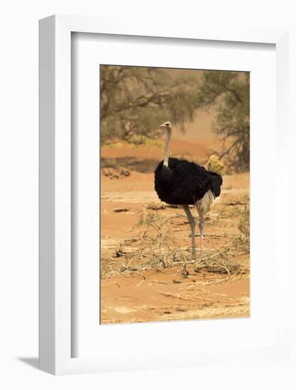 Namibia, Namib-Naukluft National Park, Sossusvlei. Male ostrich walking in the desert scrub.-Ellen Goff-Framed Photographic Print