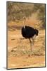 Namibia, Namib-Naukluft National Park, Sossusvlei. Male ostrich walking in the desert scrub.-Ellen Goff-Mounted Photographic Print