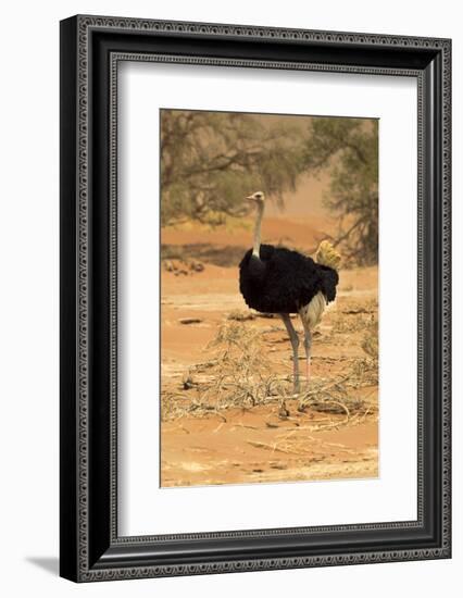 Namibia, Namib-Naukluft National Park, Sossusvlei. Male ostrich walking in the desert scrub.-Ellen Goff-Framed Photographic Print