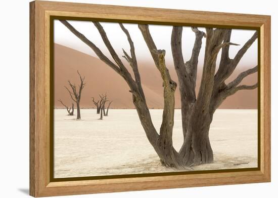 Namibia, Namib-Naukluft Park, Deadvlei. Dead camelthorn trees and fog.-Jaynes Gallery-Framed Premier Image Canvas