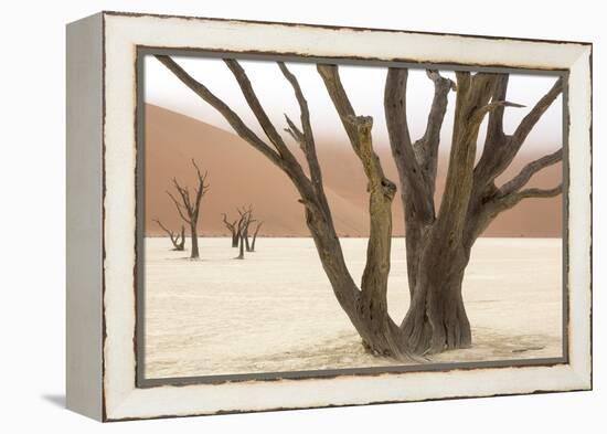 Namibia, Namib-Naukluft Park, Deadvlei. Dead camelthorn trees and fog.-Jaynes Gallery-Framed Premier Image Canvas