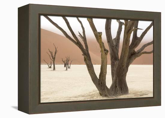 Namibia, Namib-Naukluft Park, Deadvlei. Dead camelthorn trees and fog.-Jaynes Gallery-Framed Premier Image Canvas