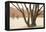 Namibia, Namib-Naukluft Park, Deadvlei. Dead camelthorn trees and fog.-Jaynes Gallery-Framed Premier Image Canvas