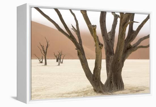 Namibia, Namib-Naukluft Park, Deadvlei. Dead camelthorn trees and fog.-Jaynes Gallery-Framed Premier Image Canvas