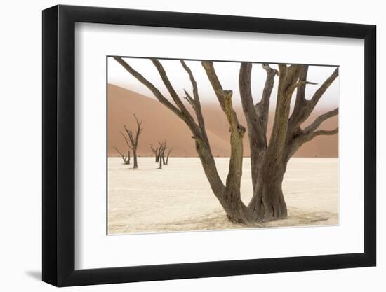 Namibia, Namib-Naukluft Park, Deadvlei. Dead camelthorn trees and fog.-Jaynes Gallery-Framed Photographic Print