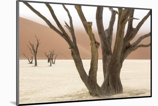 Namibia, Namib-Naukluft Park, Deadvlei. Dead camelthorn trees and fog.-Jaynes Gallery-Mounted Photographic Print
