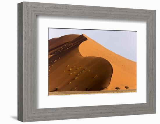 Namibia, Namib-Naukluft Park. Giant sand dune and trees.-Jaynes Gallery-Framed Photographic Print