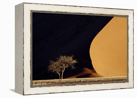Namibia, Namib-Naukluft Park. Red Sand Dunes Contrast and Tree-Jaynes Gallery-Framed Premier Image Canvas
