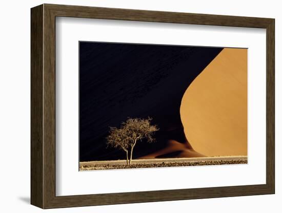 Namibia, Namib-Naukluft Park. Red Sand Dunes Contrast and Tree-Jaynes Gallery-Framed Photographic Print