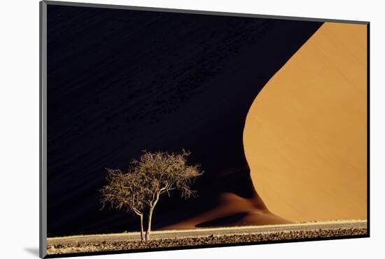 Namibia, Namib-Naukluft Park. Red Sand Dunes Contrast and Tree-Jaynes Gallery-Mounted Photographic Print