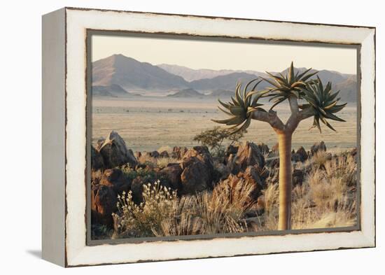 Namibia, Naukluft National Park, Quiver Tree, Aloe, Kokerboom-Stuart Westmorland-Framed Premier Image Canvas