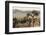 Namibia, Naukluft National Park, Quiver Tree, Aloe, Kokerboom-Stuart Westmorland-Framed Photographic Print