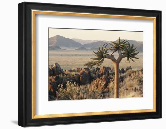 Namibia, Naukluft National Park, Quiver Tree, Aloe, Kokerboom-Stuart Westmorland-Framed Photographic Print
