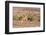 Namibia, Palmwag. Running giraffe.-Jaynes Gallery-Framed Photographic Print