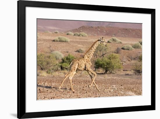 Namibia, Palmwag. Running giraffe.-Jaynes Gallery-Framed Premium Photographic Print