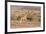 Namibia, Palmwag. Running giraffe.-Jaynes Gallery-Framed Premium Photographic Print