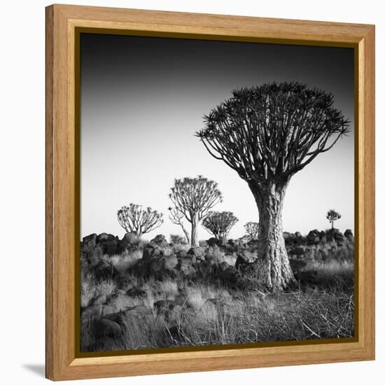 Namibia Quiver Trees-Nina Papiorek-Framed Premier Image Canvas