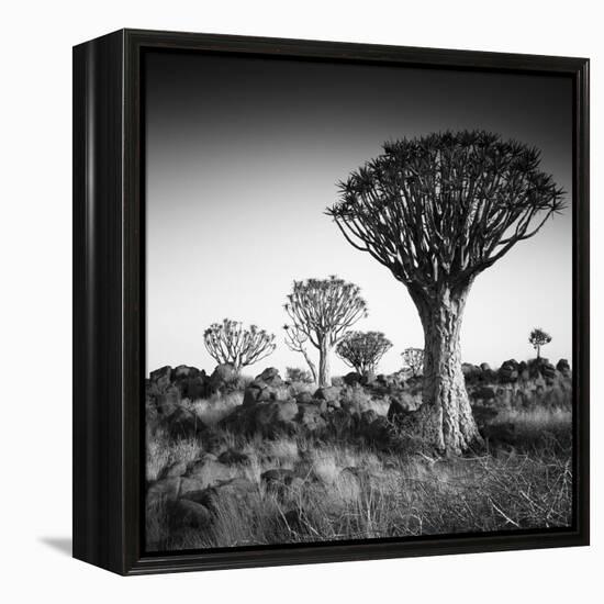 Namibia Quiver Trees-Nina Papiorek-Framed Premier Image Canvas