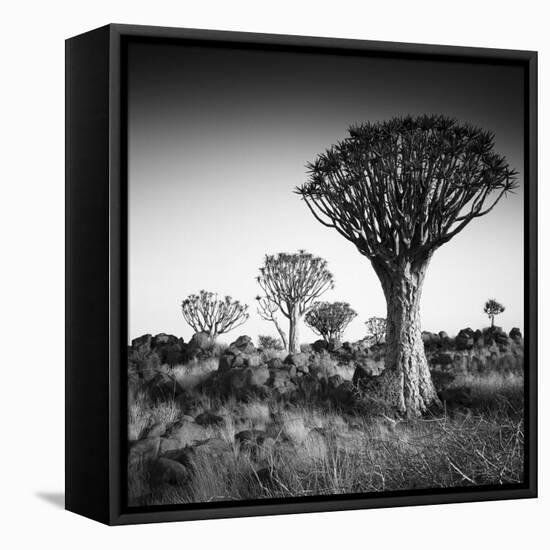 Namibia Quiver Trees-Nina Papiorek-Framed Premier Image Canvas